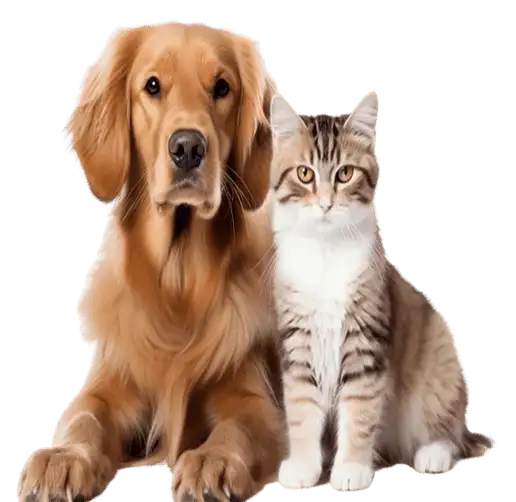 Premium veterinary equipment A Brown Dog With Cat