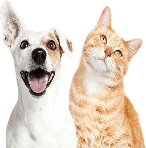 Premium veterinary equipment Premium veterinary equipment