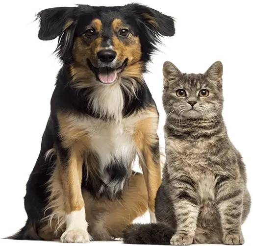 Premium veterinary equipment Premium veterinary equipment