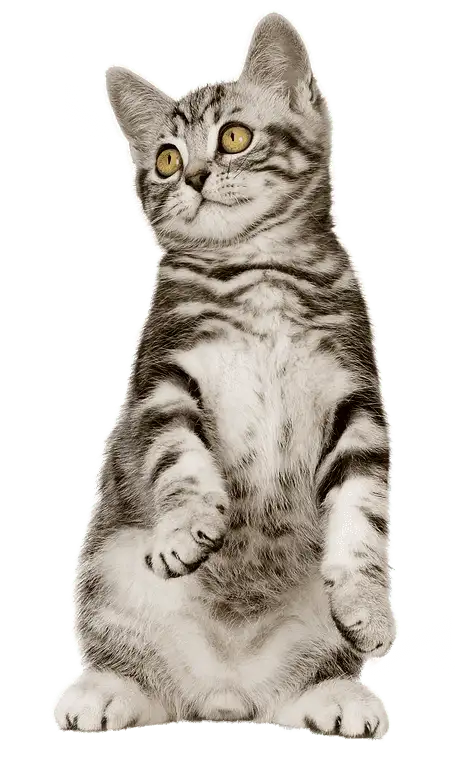 Premium veterinary equipment Premium veterinary equipment