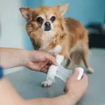 Bandages
